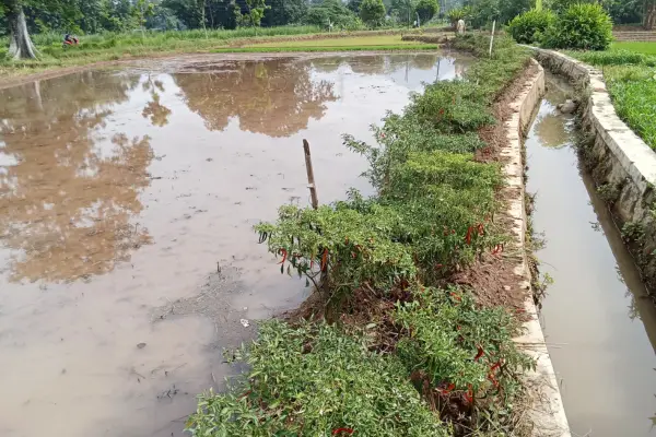 Why Proper Drainage Planning Is the Foundation of a Successful Hardscape Project in The Villages