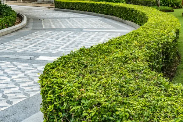 How Professional Tree and Shrub Installation Transforms Eustis Properties Into Neighborhood Showpieces