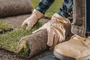 Why Belleview Homeowners Trust Professional Sod Replacement to Revive Lawns