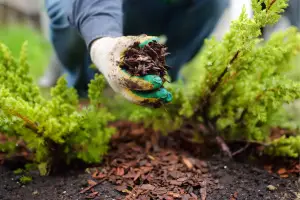 Professional Mulch and Rock Installation