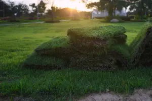 Florida Lawn Turning Brown and What Your Sod Is Telling You