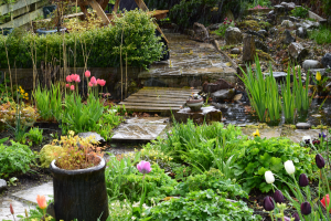 Rain Garden Drainage