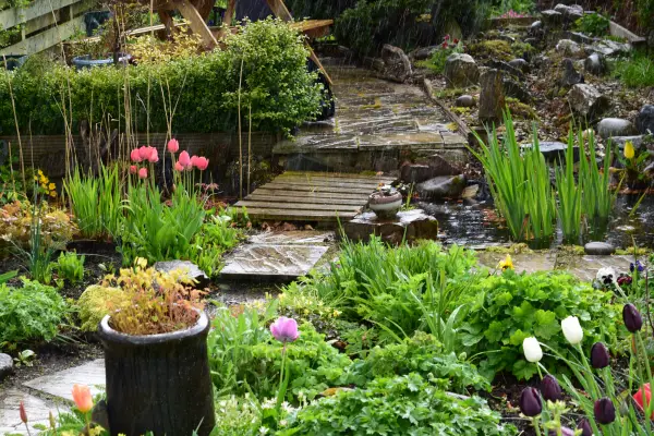 Rain Garden Drainage